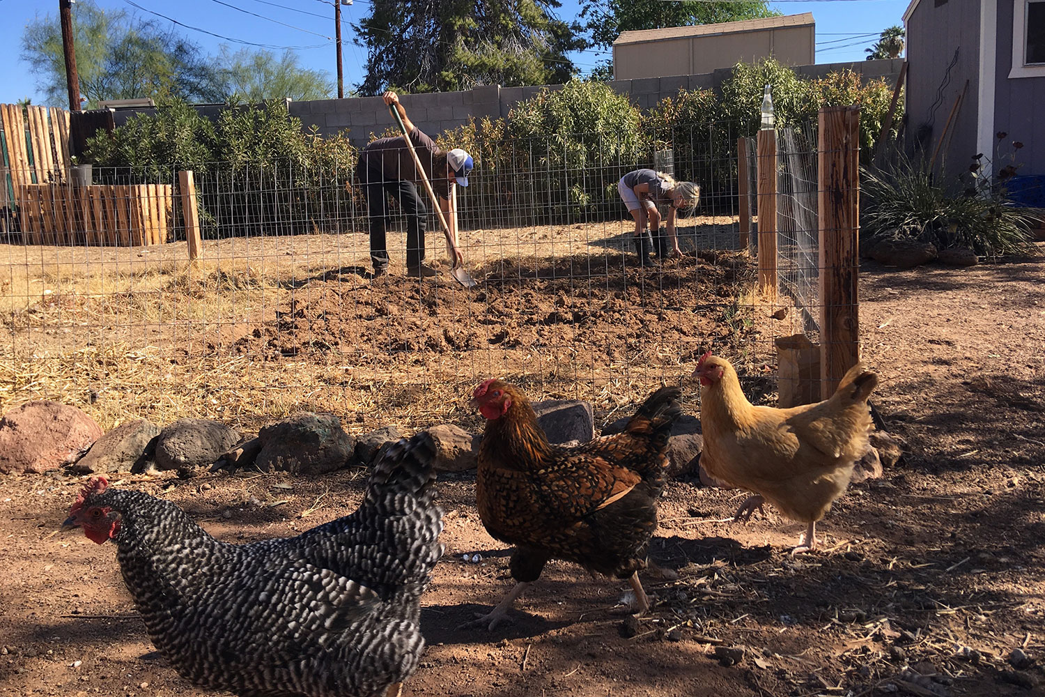 Pecks in the City: Is Urban Chicken Farming For You